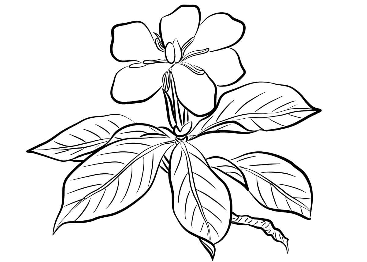 Gardenia Simple para colorir