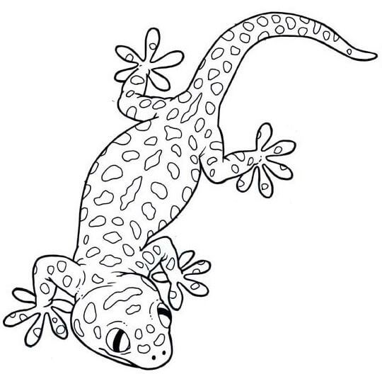 Gecko Básico para colorir