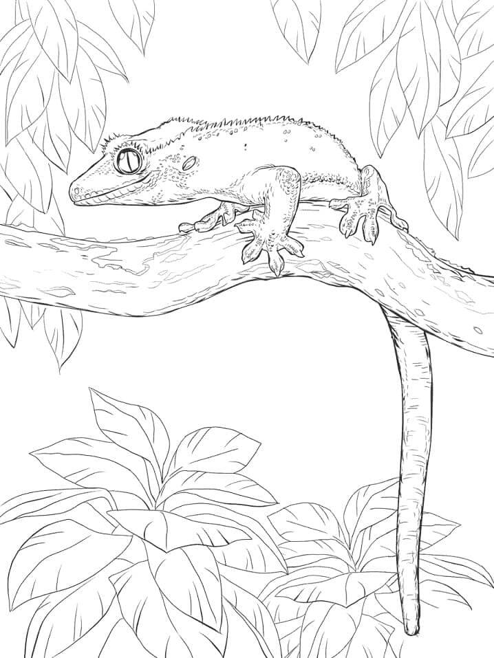 Gecko Crestado para colorir