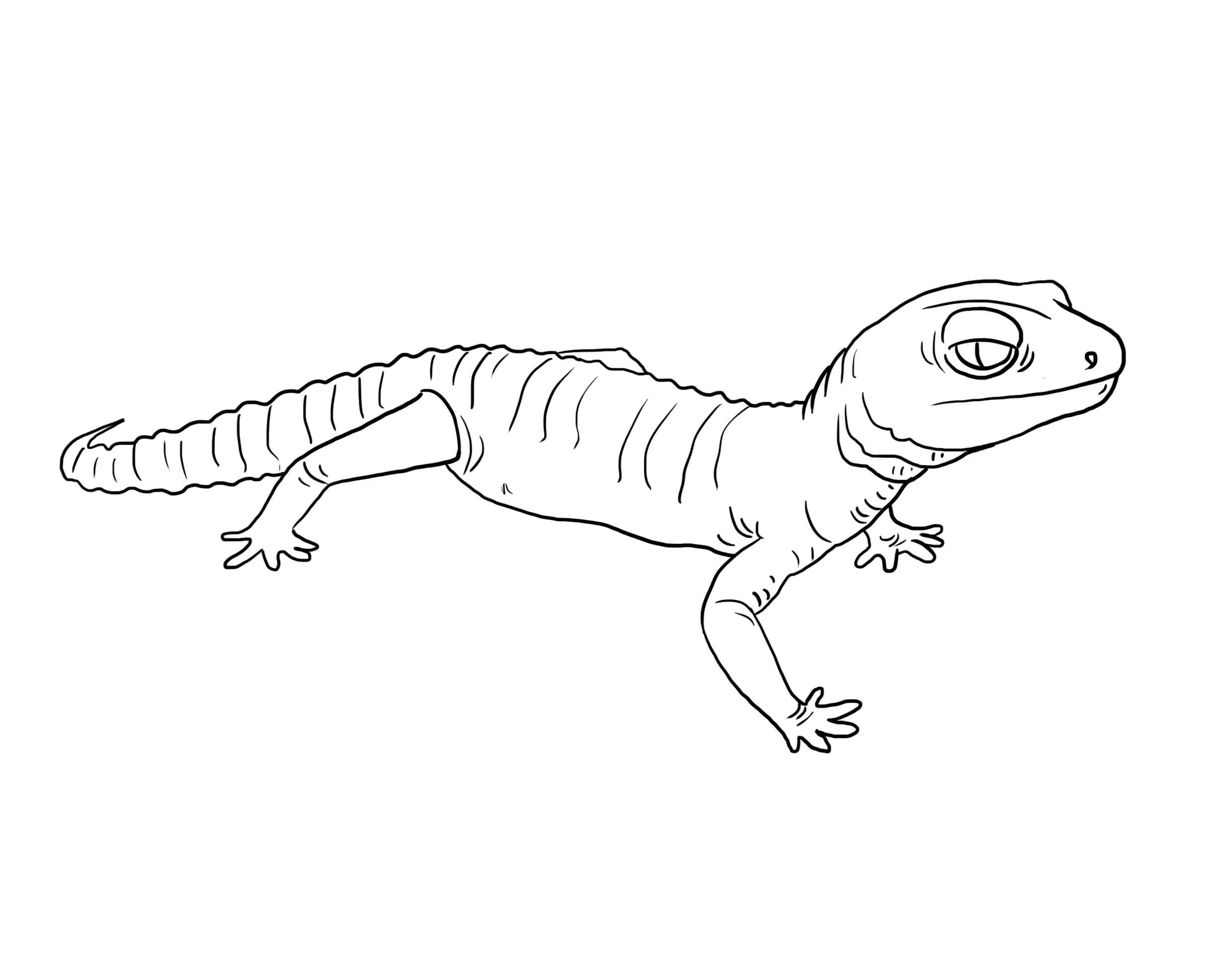 Gecko Simple para colorir