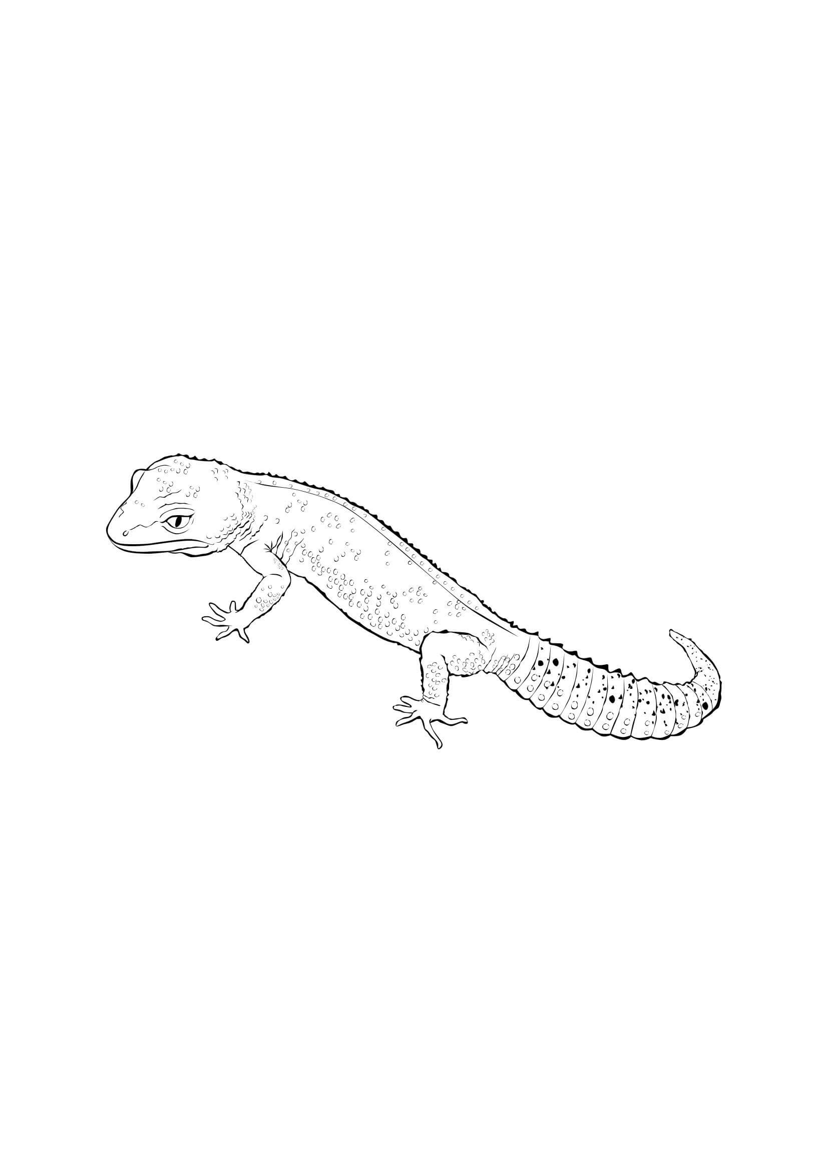 Gecko de cola Gorda para colorir