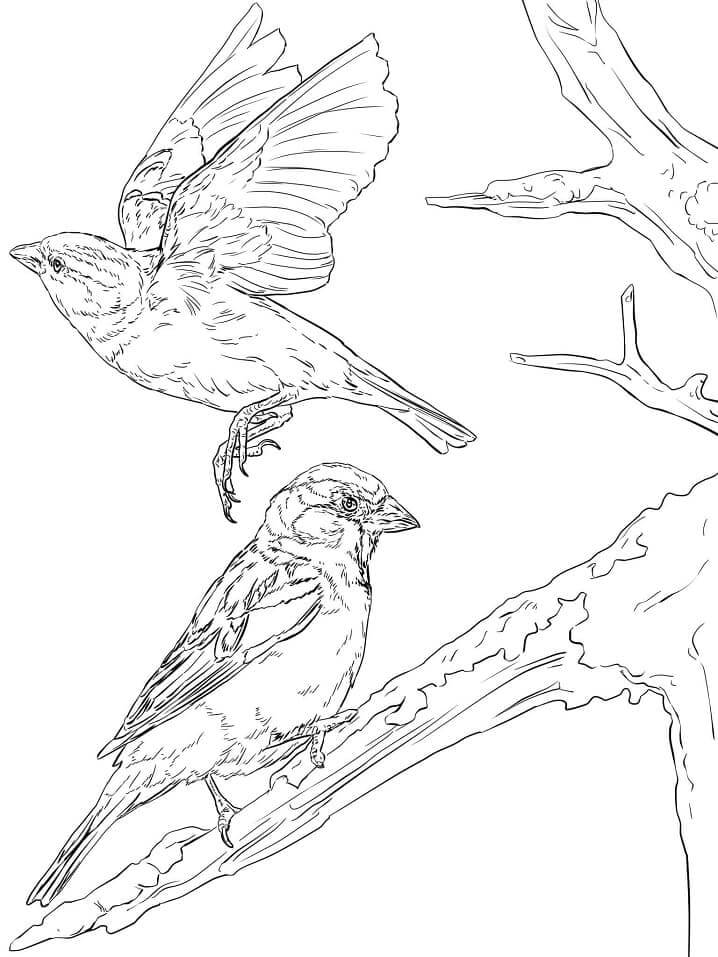Dibujos de Gorriones Volando y en Rama de Árbol para colorear