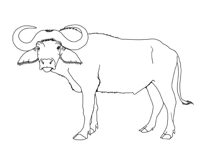 Dibujos de Gran Búfalo para colorear