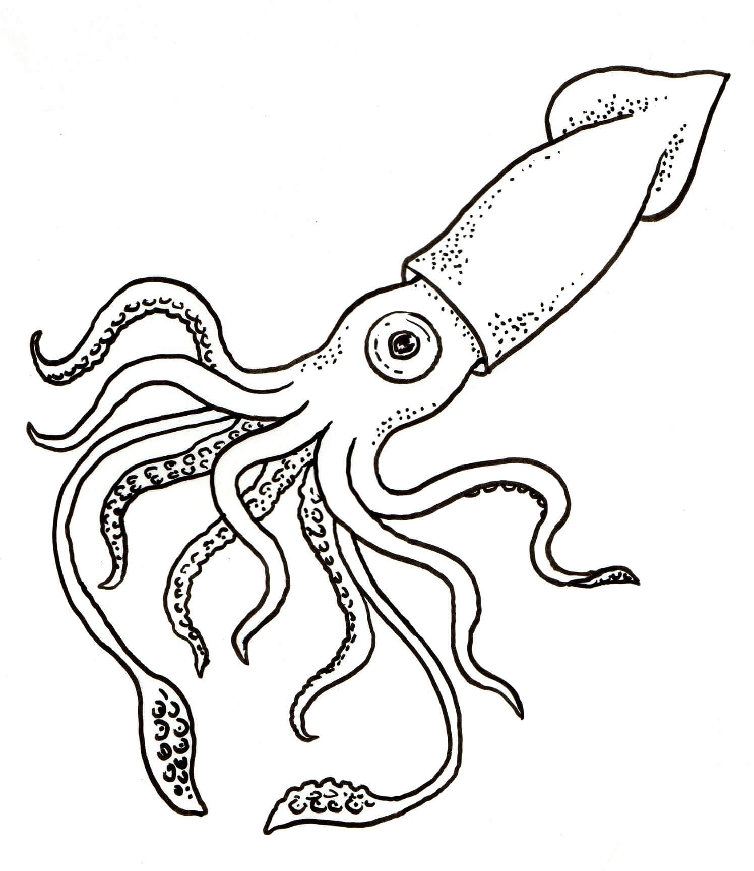 Dibujos de Gran Calamar para colorear