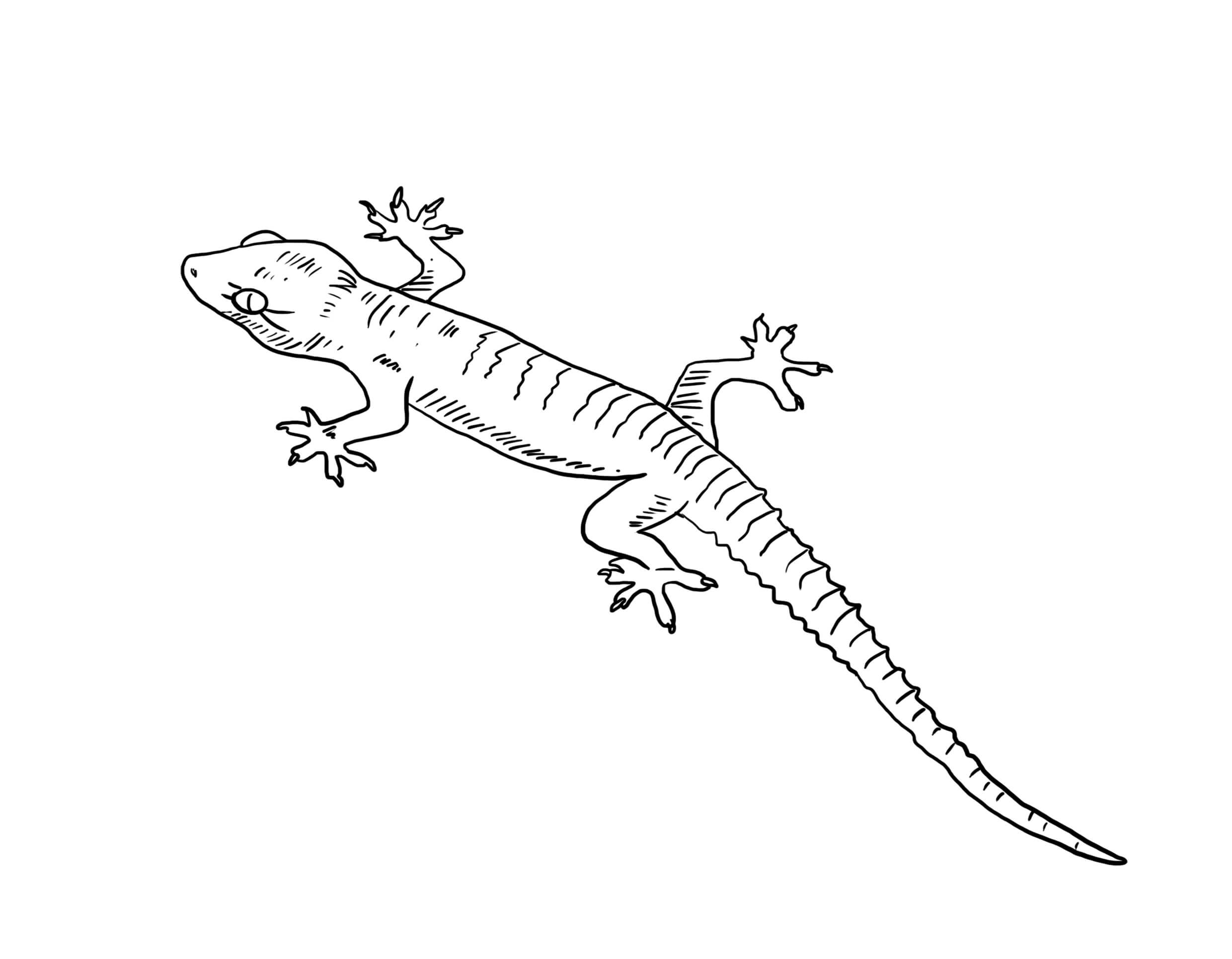 Gran Gecko para colorir