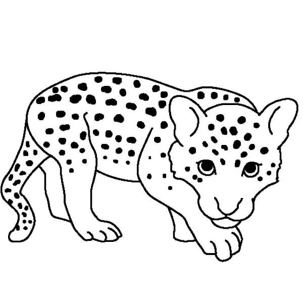 Dibujos de Gran Leopardo para colorear