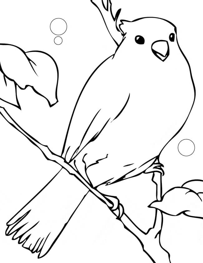 Dibujos de Gran Pájaro Canario para colorear