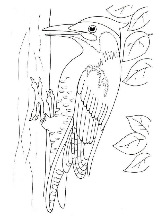 Dibujos de Gran Pájaro Carpintero para colorear