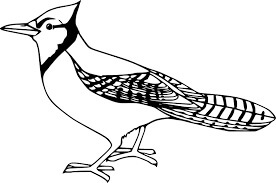 Dibujos de Gran Pájaro de Jay para colorear