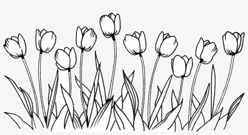 Dibujos de Gran Tulipán para colorear