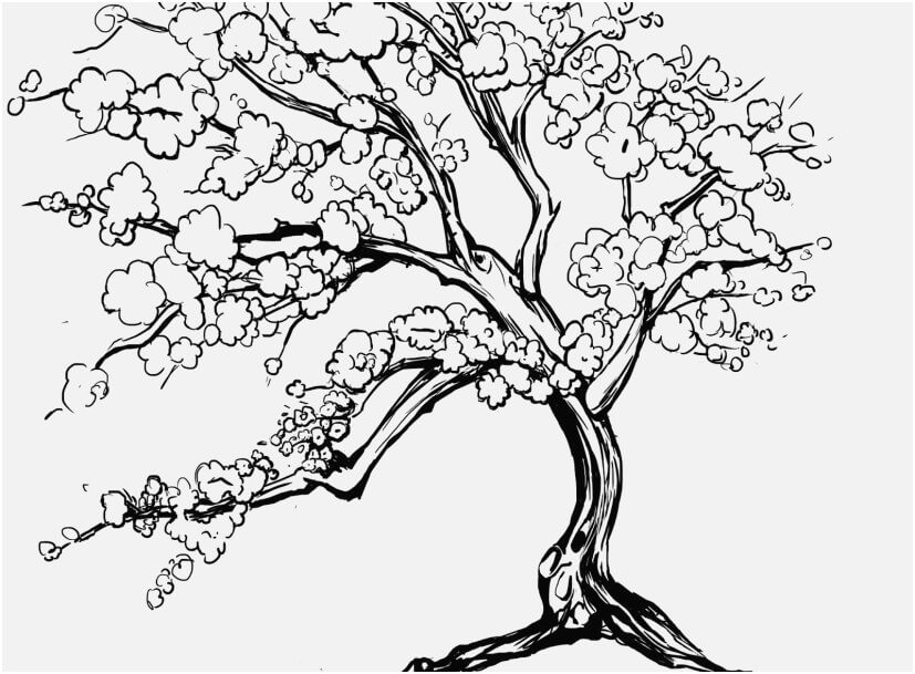Dibujos de Gran árbol de Flor de Cerezo para colorear