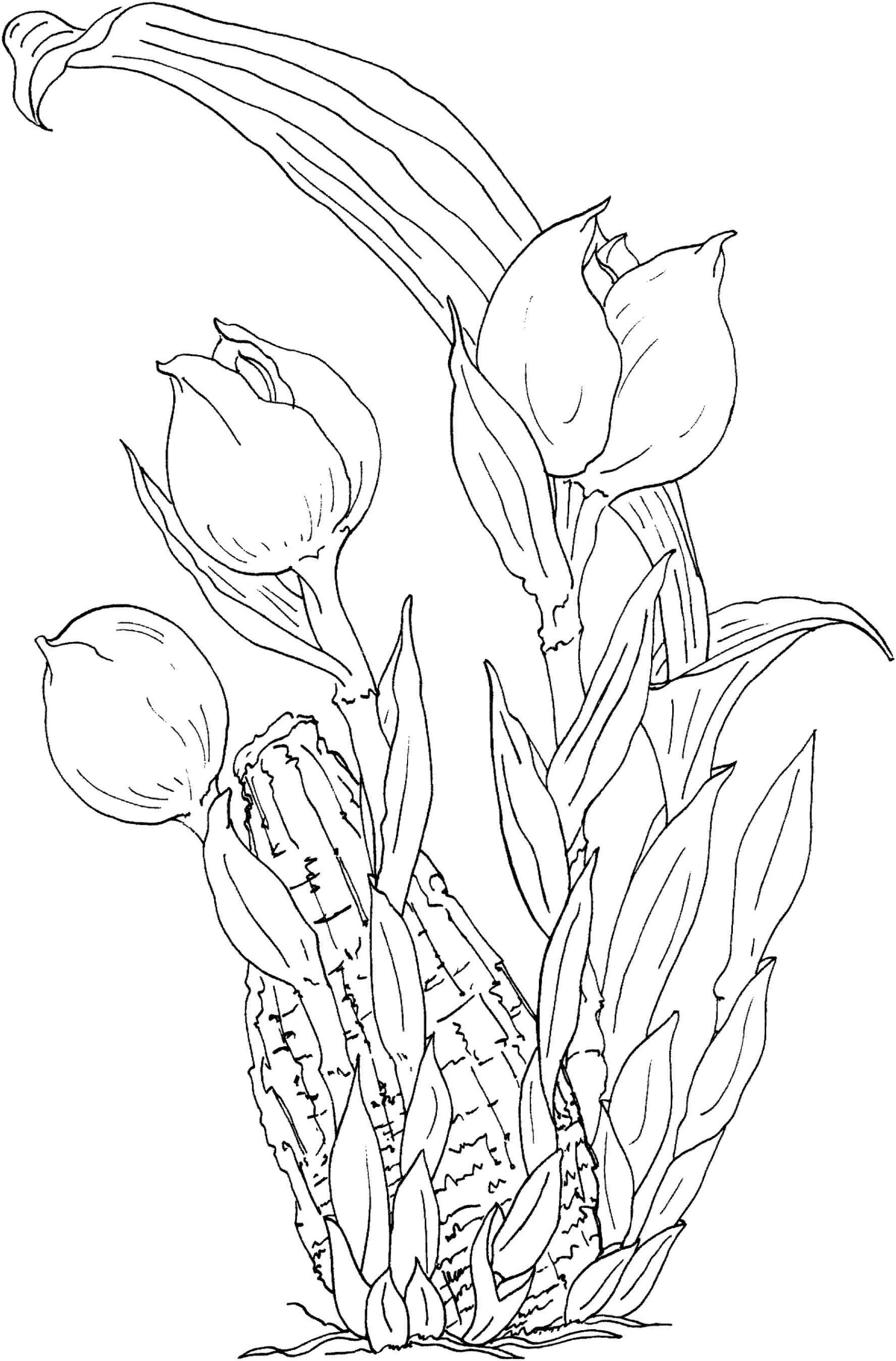 Dibujos de Grandes Tulipanes para colorear