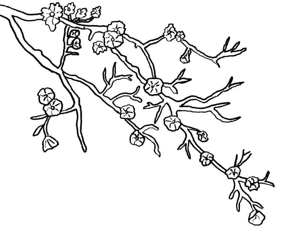 Dibujos de Hermosa Flor de Cerezo para colorear