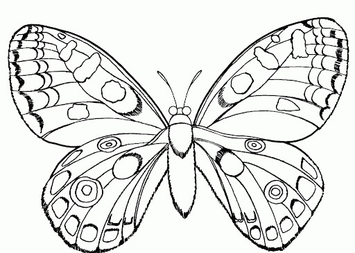 Dibujos de Hermosa Mariposa para colorear