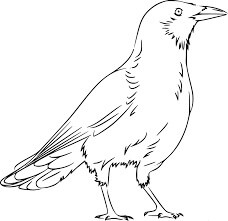 Dibujos de Hermoso Cuervo para colorear