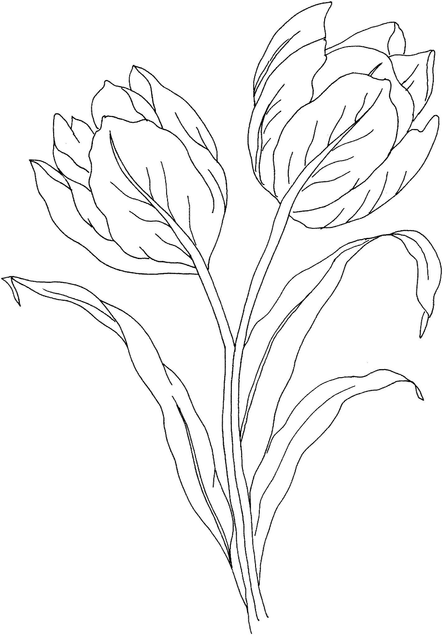 Dibujos de Hermoso Tulipán para colorear