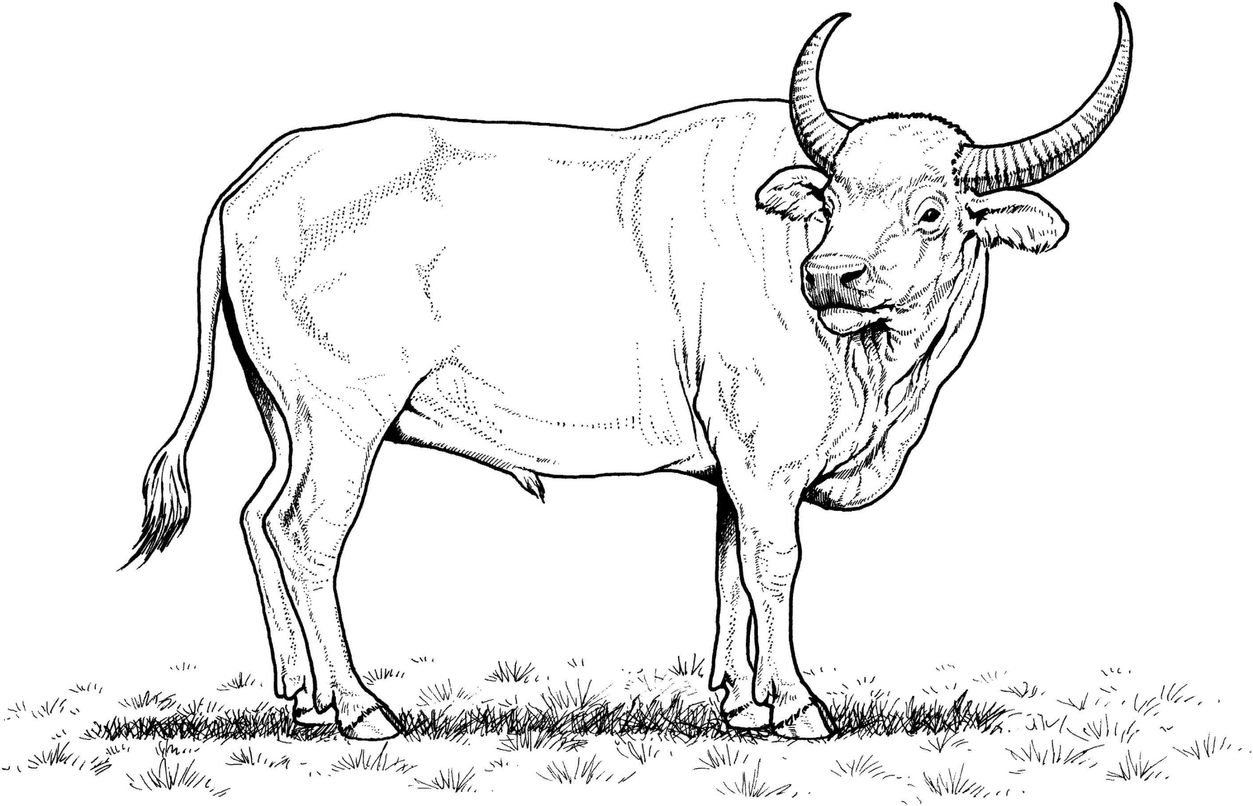 Dibujos de Impresionante Búfalo para colorear