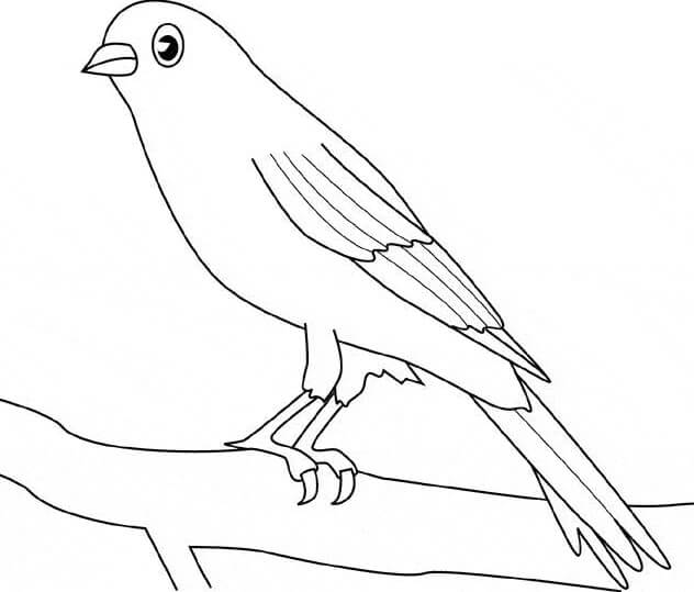 Dibujos de Impresionante Pájaro Canario para colorear