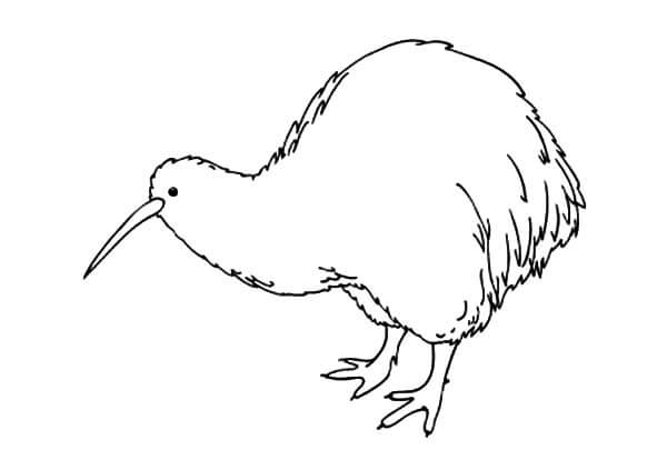 Impresionante Pájaro Kiwi para colorir