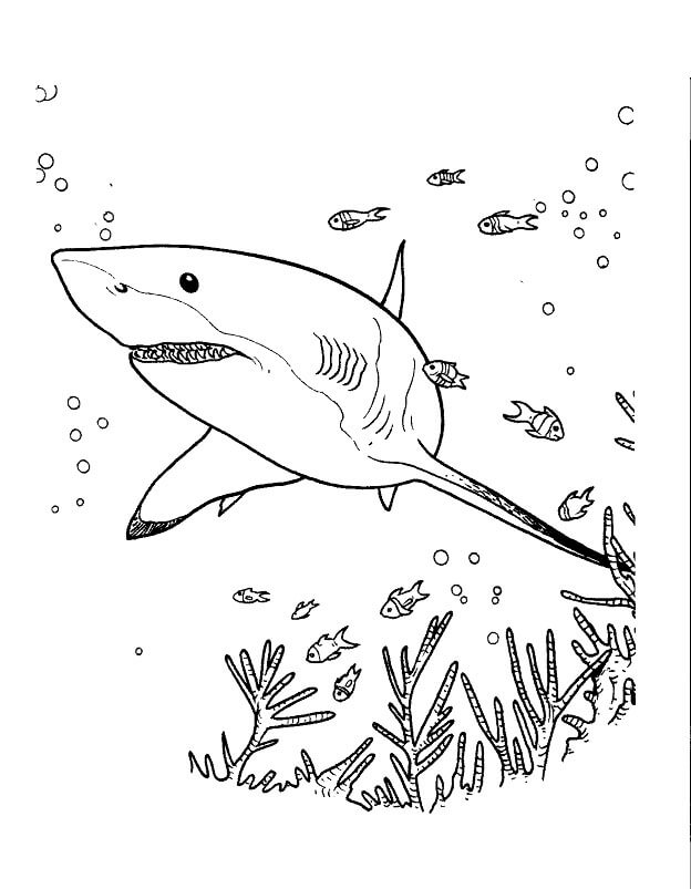 Dibujos de Impresionante Tiburón para colorear