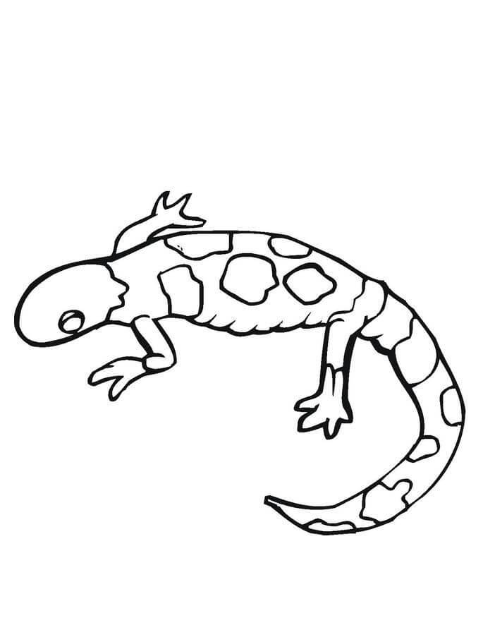 Imágenes Gratis de Gecko para colorir