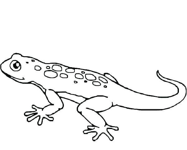 Increíble Gecko para colorir