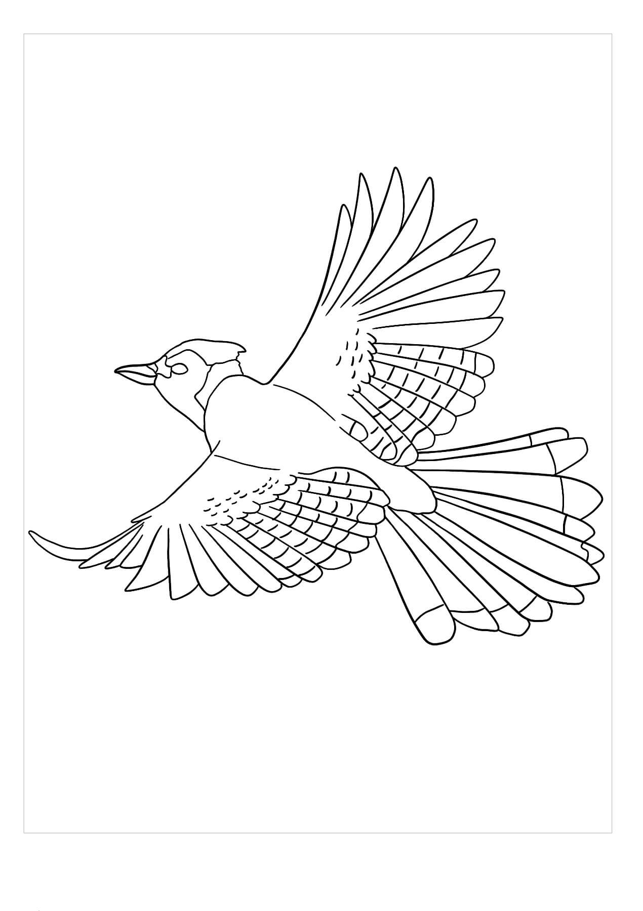 Jay Pájaro Volando para colorir