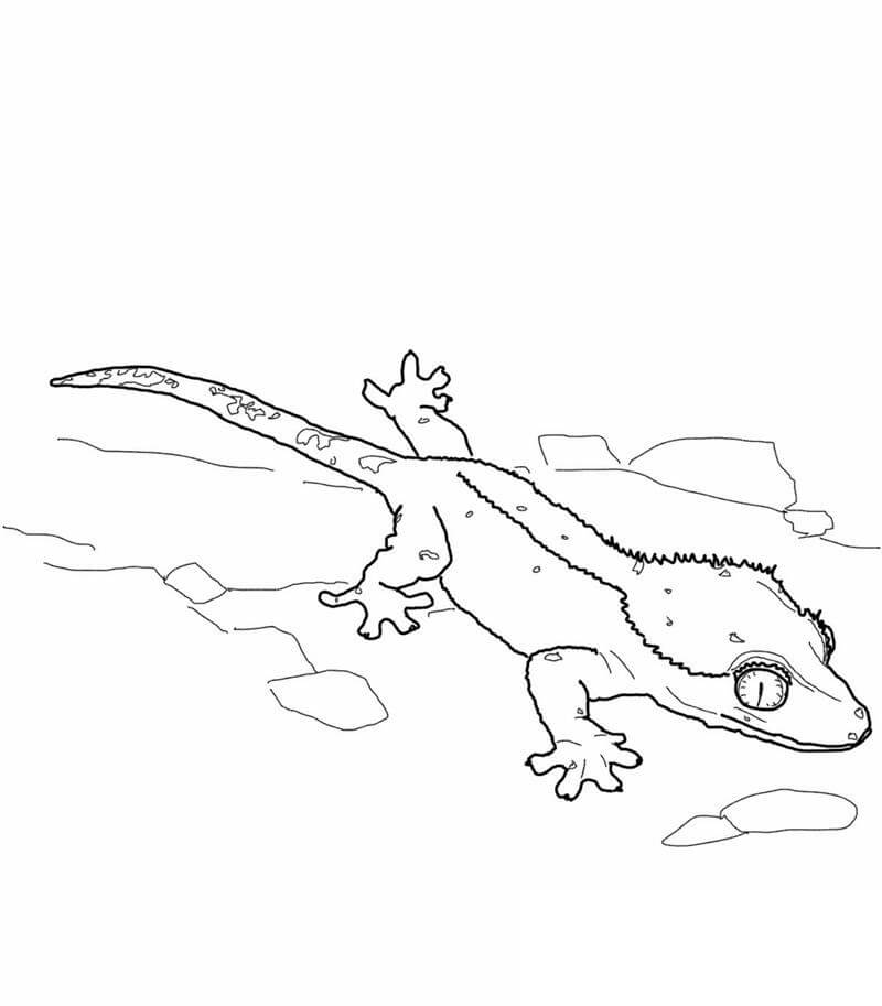 Lagarto Gecko Crestado para colorir