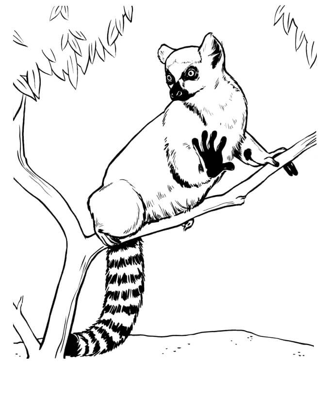 Dibujos de Lemur en Rama de Árbol para colorear