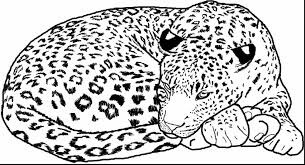 Dibujos de Leopardo Básico Acostado para colorear
