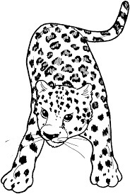 Dibujos de Leopardo Básico para colorear