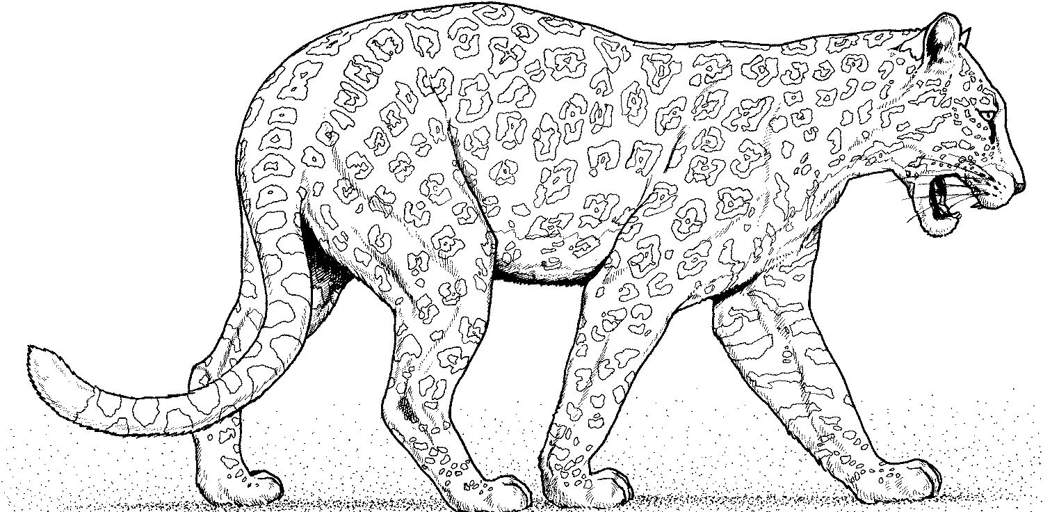 Leopardo Caminando para colorir