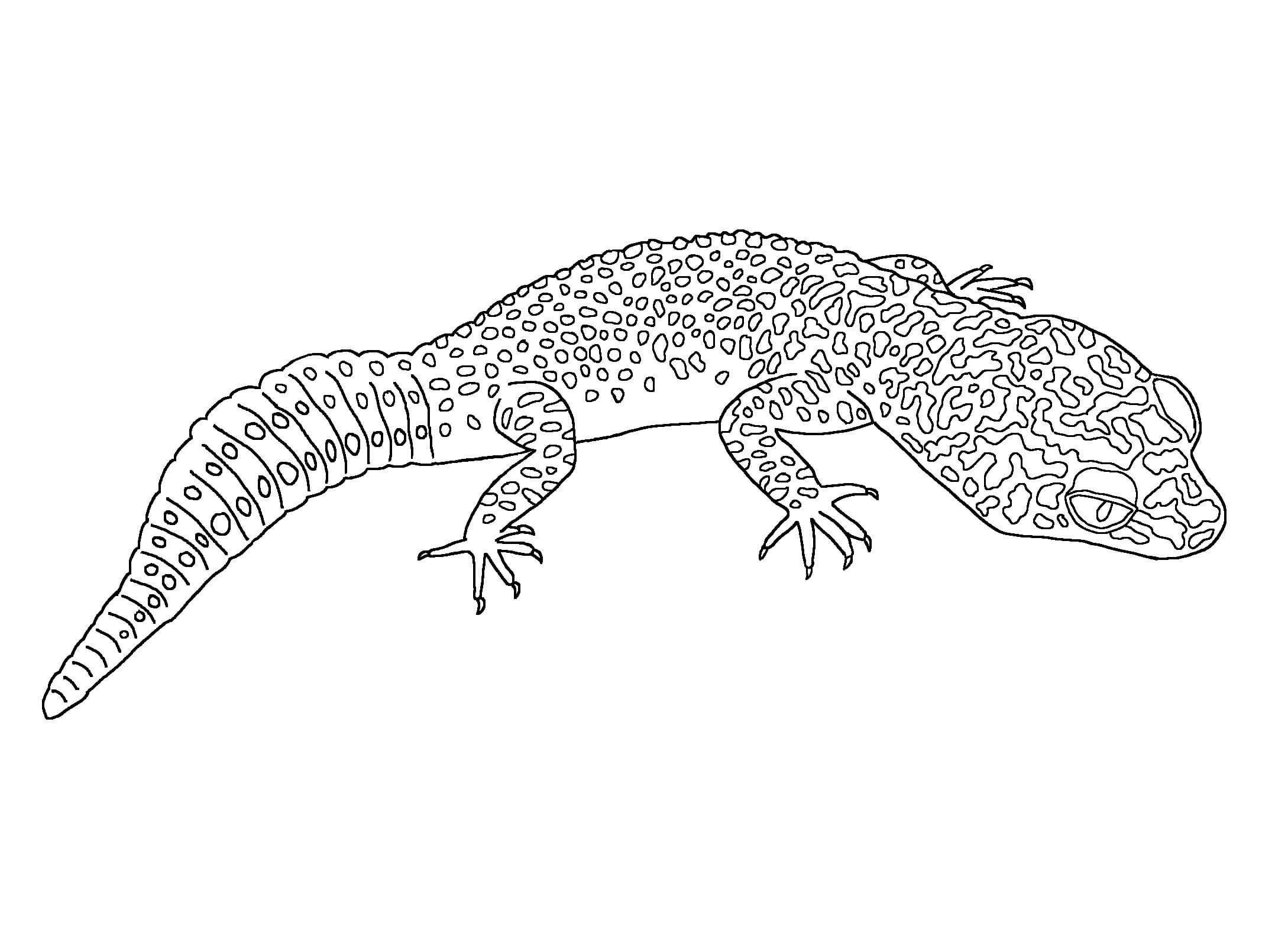 Dibujos de Leopardo Gecko para colorear