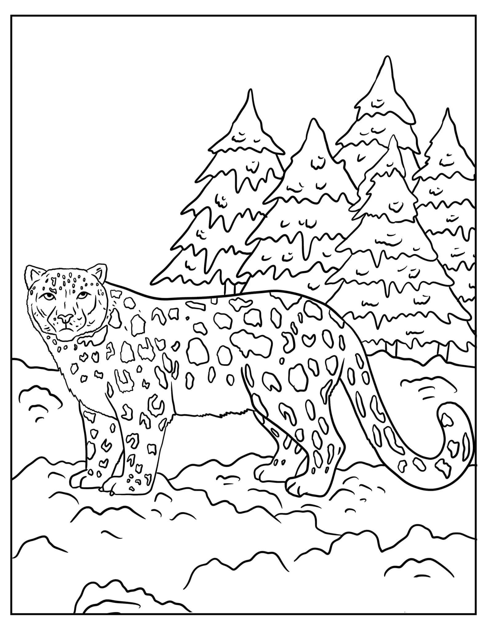 Dibujos de Leopardo de Nieve para colorear
