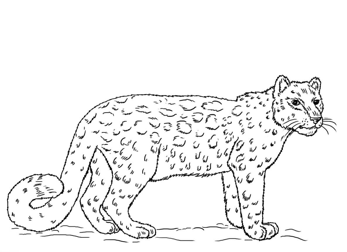 Dibujos de Leopardo de las Nieves Simple para colorear