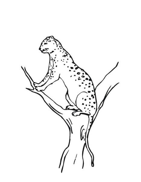 Leopardo de las Nieves en rama Árbol para colorir
