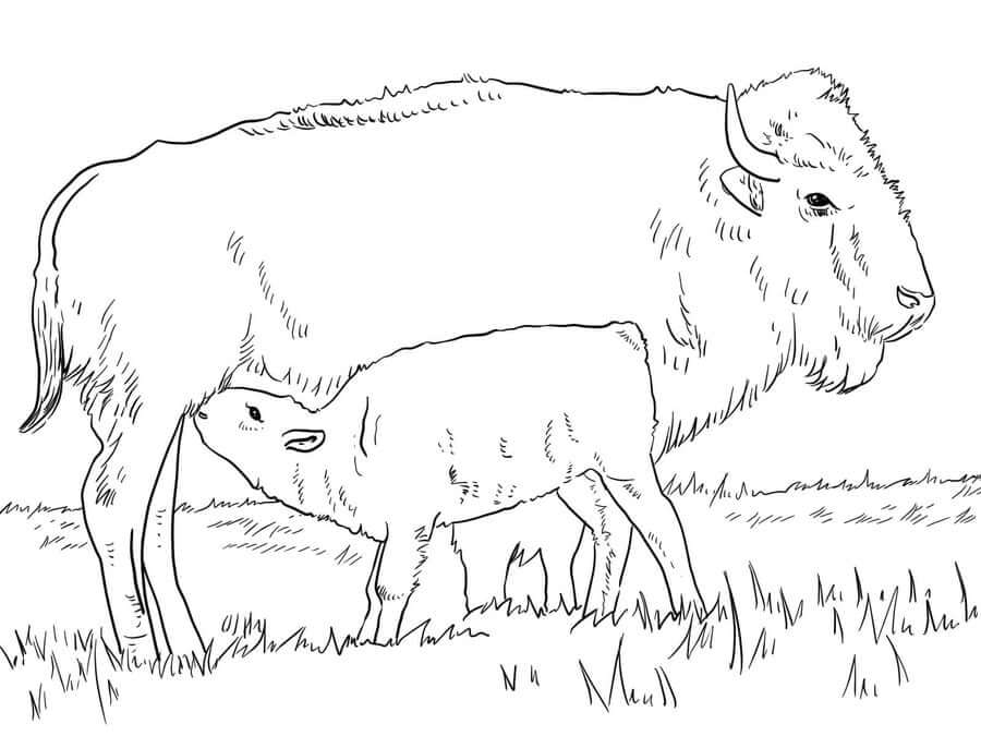 Dibujos de Linda madre Búfalo con bebé Búfalo para colorear