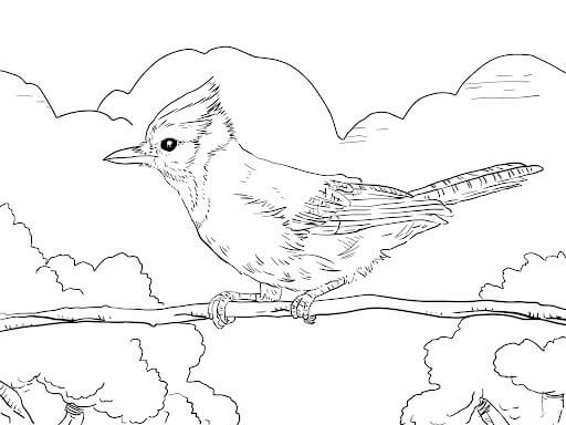 Lindo Pájaro Jay para colorir