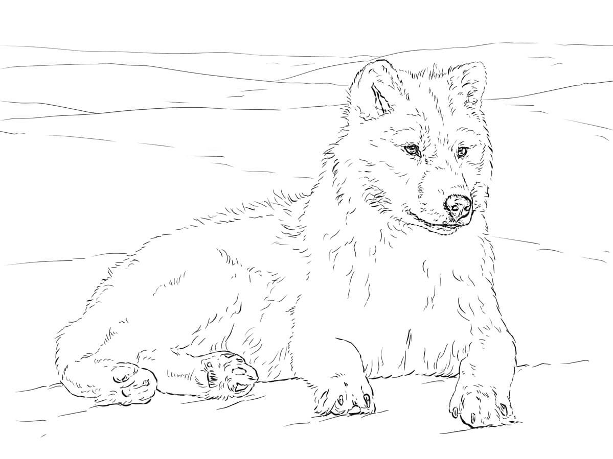 Dibujos de Lobo Ártico para colorear