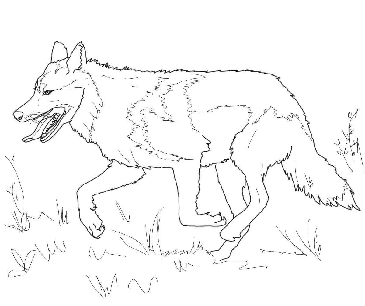Lobo Caminando para colorir