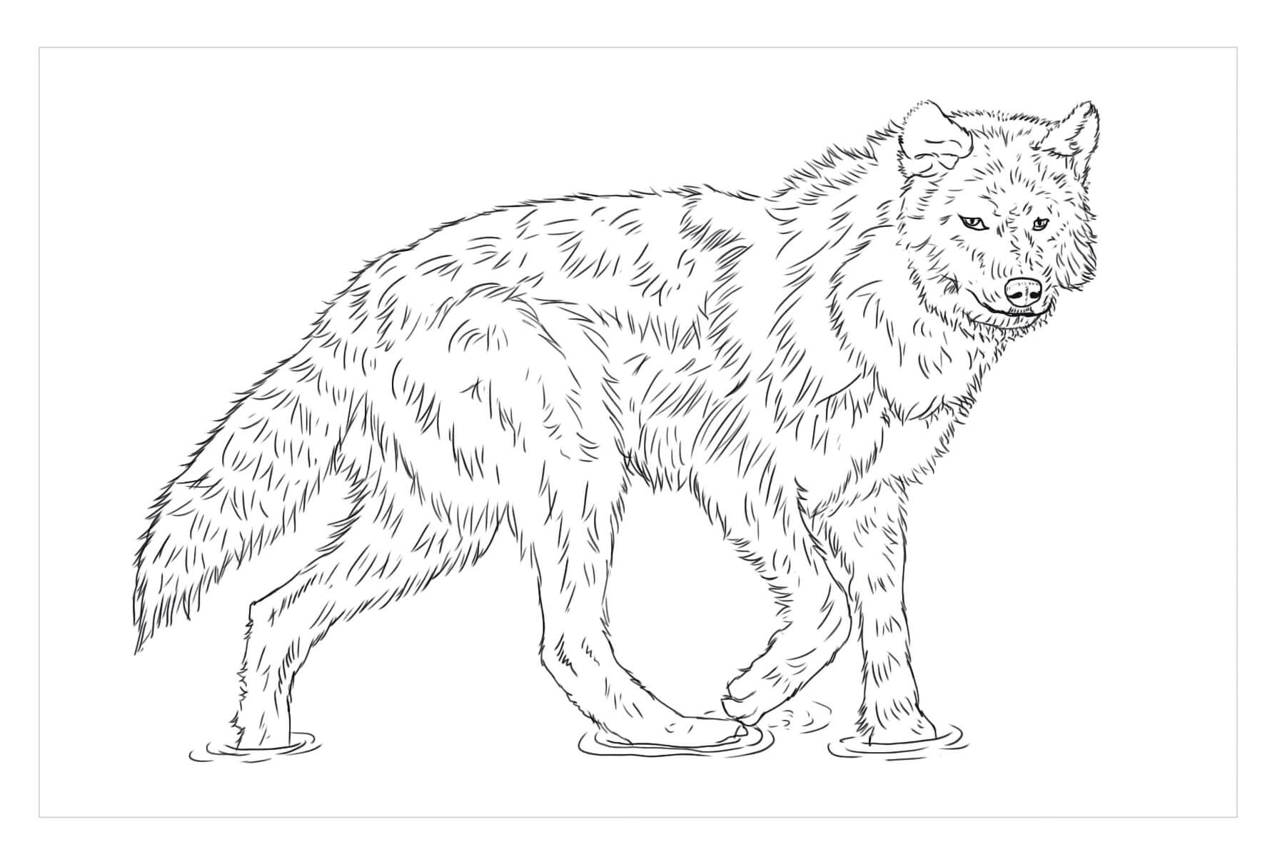 Lobo de Madera para colorir