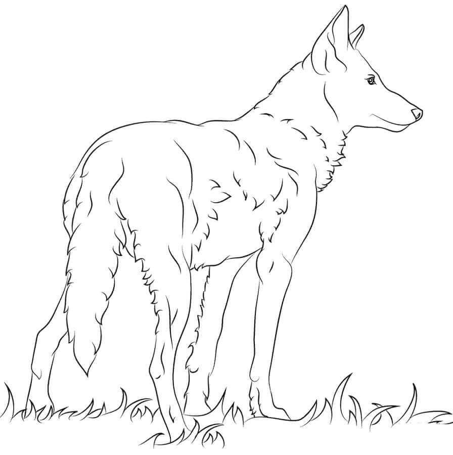 Dibujos de Lobo sobre Hierba para colorear