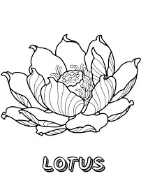Dibujos de Lotus 2 para colorear