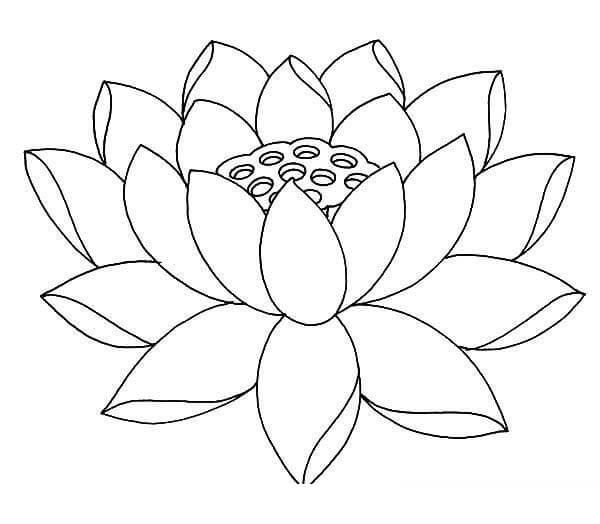 Lotus Impresionante para colorir