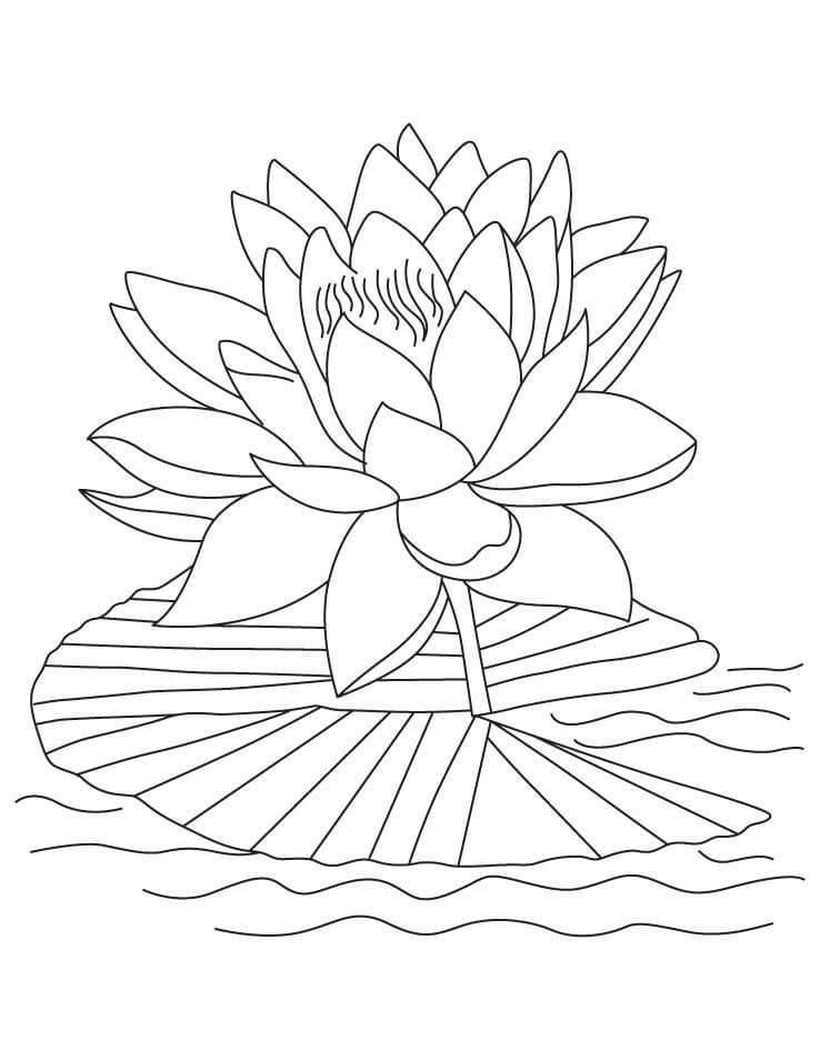 Dibujos de Lotus Simple para colorear