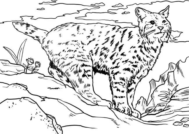 Dibujos de Lynx Asombroso para colorear