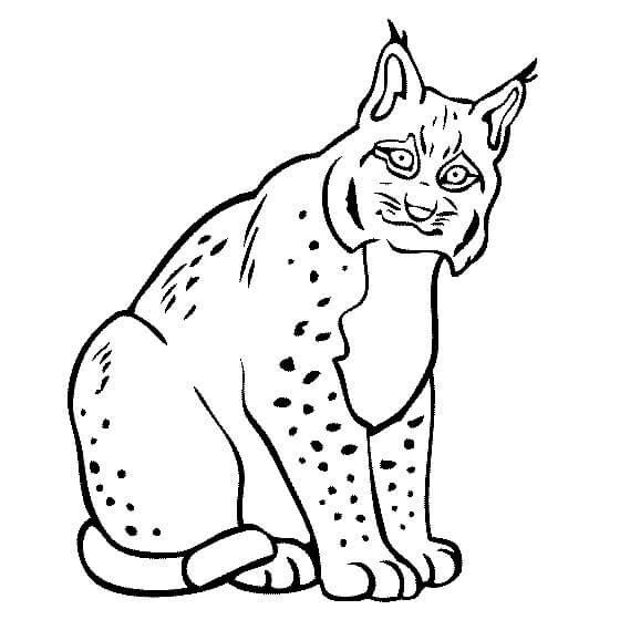 Lynx Gordo Sentado para colorir