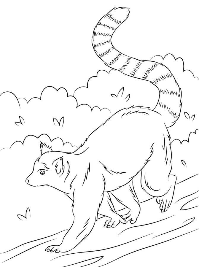 Dibujos de Lémur Caminando para colorear