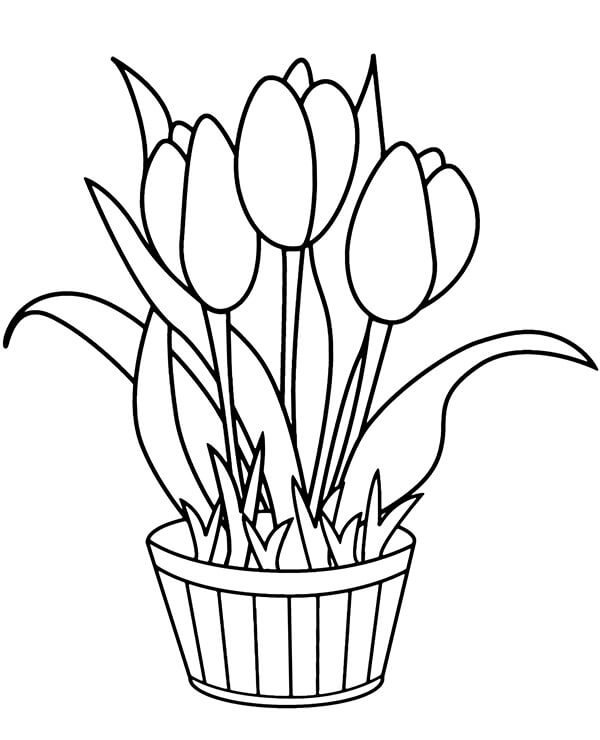 Dibujos de Maceta con Tulipanes para colorear