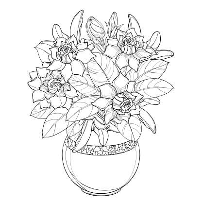Maceta de Gardenia para colorir